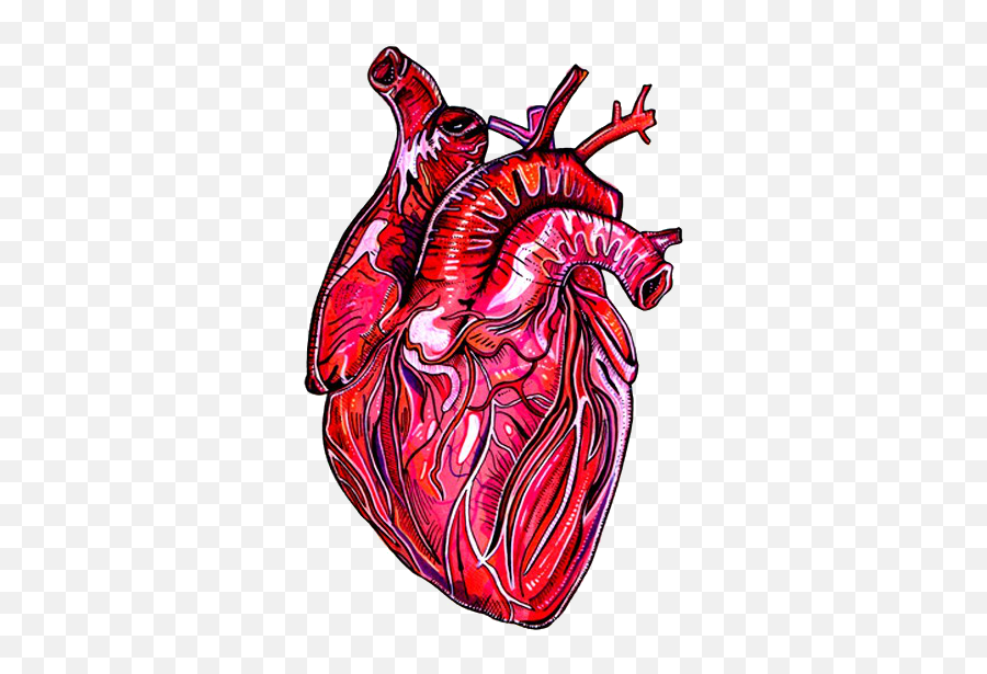 Artistic Anatomy Human Heart - Heart Anatomy Png,Human Heart Png