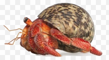 Crab Transparent Png - Transparent Background Hermit Crab Clipart,Crab Png