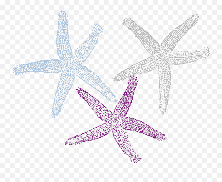 Starfish Prints Svg Vector Clip Art - Svg Starfish Png,Starfish Clipart Png