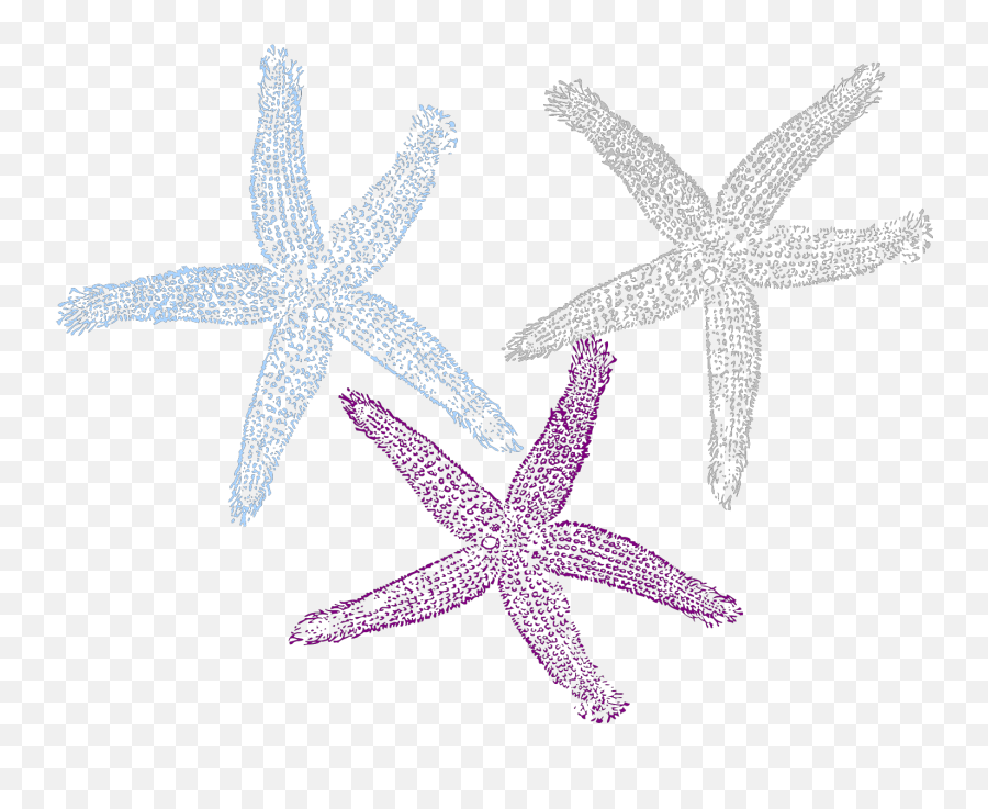 Download Starfish Prints Svg Vector Clip Art Svg Starfish Png Starfish Clipart Png Free Transparent Png Images Pngaaa Com