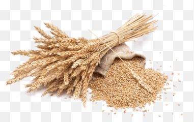 Wheat Png Images Free Download - Wheat Png,Grains Png
