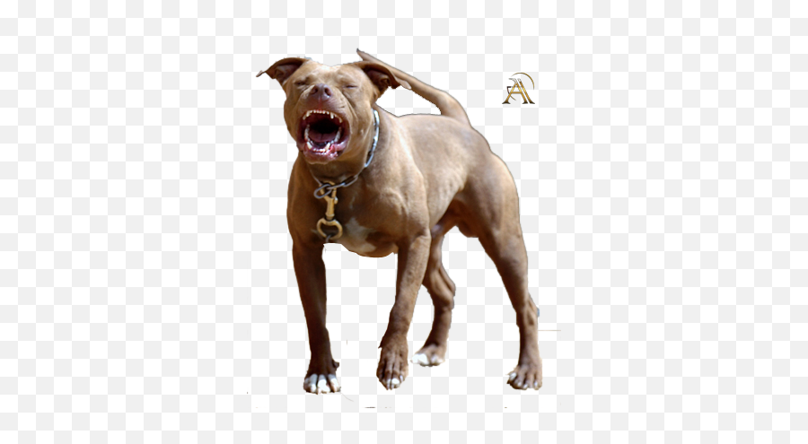 Share This Image - Pit Bull Psd Png,Pit Bull Png