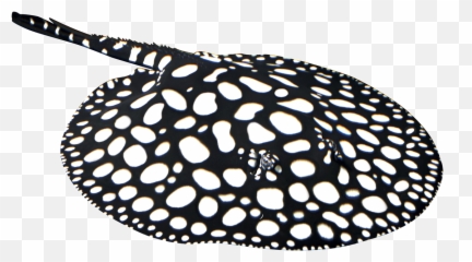 Globalstingray - Black Diamond Stingray Outline Png,Stingray Png