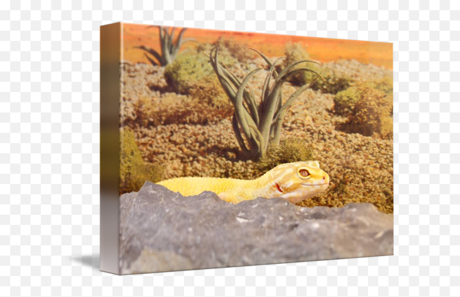 Aptor Leopard Gecko By Ryan Mcnally - Geckos Png,Leopard Gecko Png