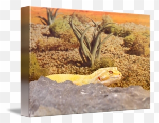 Aptor Leopard Gecko By Ryan Mcnally - Geckos Png,Leopard Gecko Png