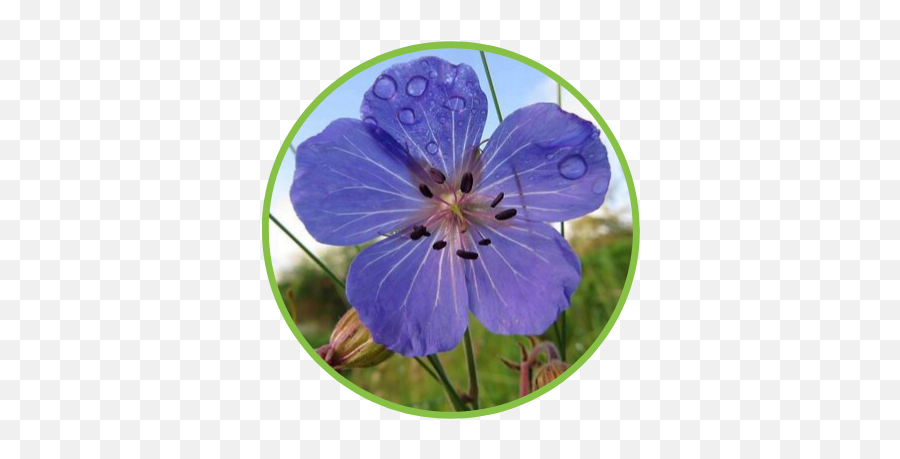 Celtica Wildflowers Perthshire Wildlife - Wild Geranium Png,Wildflowers Png