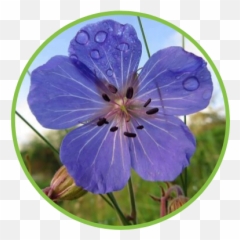 Celtica Wildflowers Perthshire Wildlife - Wild Geranium Png,Wildflowers Png