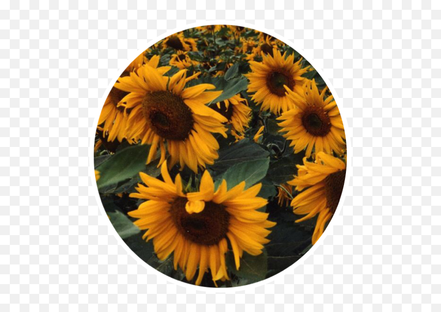Sticker Background Sunflowers Yellow Flowers Freetoedit - Aesthetic Sunflower Png,Yellow Flower Transparent Background