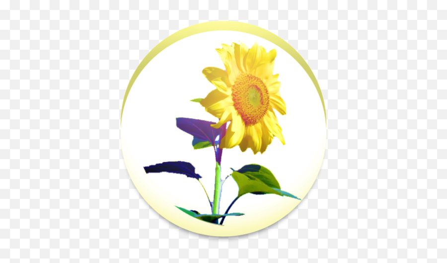Sunflower 134 Download Android Apk Aptoide - Fresh Png,Sunflower Icon