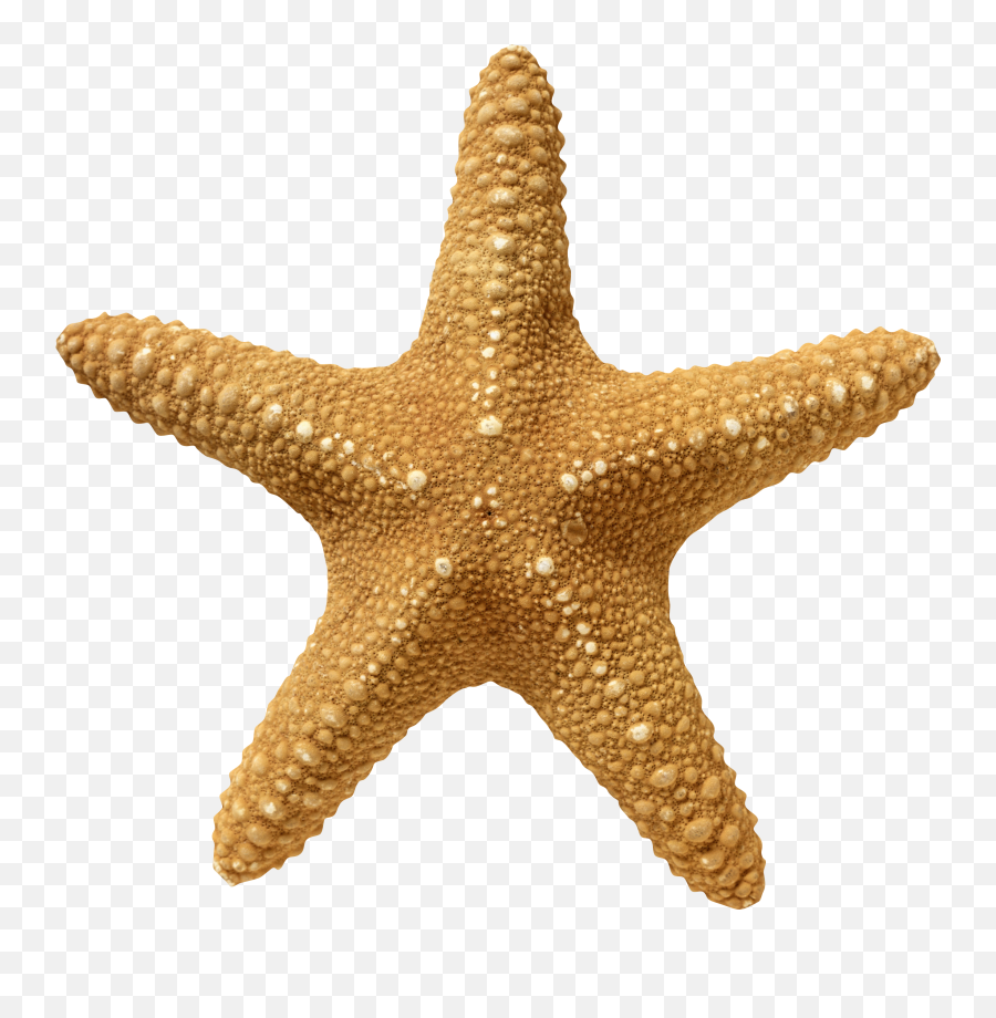Hd Starfish Png Transparent Image - Transparent Starfish Png,Starfish Transparent