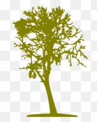 Olive Tree 16 Icon - Free olive icons Tree png