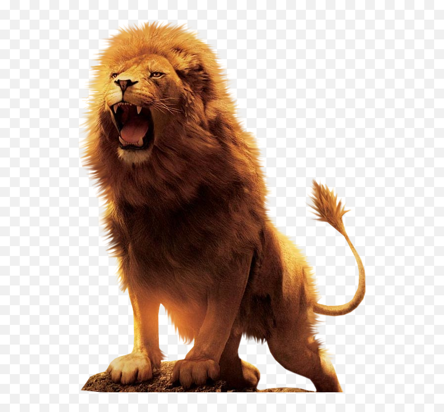 Aslan Lion Desktop Wallpaper Download - Lion Png,Lions Png