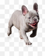 Available Puppies Westcoastt - Animal Figure Png,British Icon Bulldogs