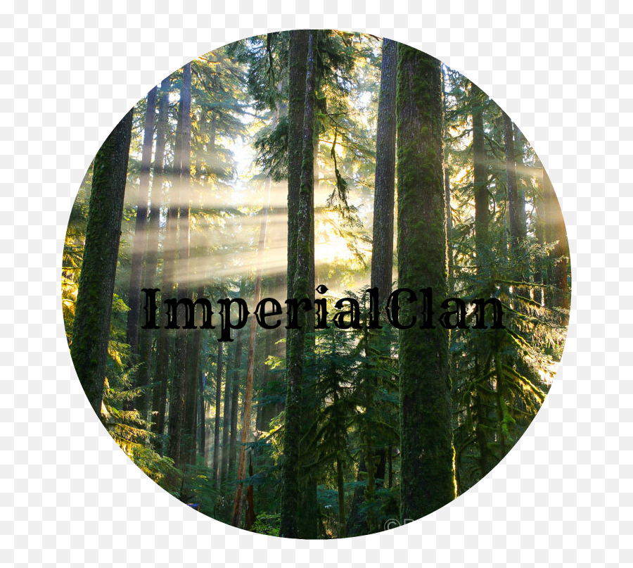 Download Peter James Photo Gallery Sunbeams In Misty Forest - Portable Network Graphics Png,Sun Beams Png
