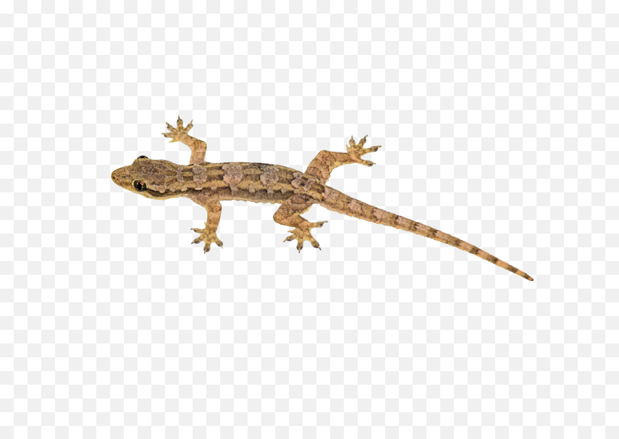 Gecko Clipart Lagartija Transparent Free - Lizard Clipart Png,Reptiles Png