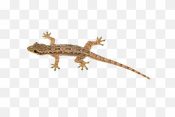 Gecko Clipart Lagartija Transparent Free - Lizard Clipart Png,Reptiles Png