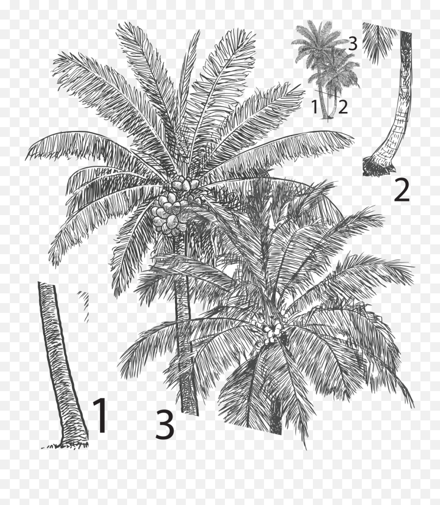Httpswwwambiance - Stickercomespalmerassolxml Palm Tree Realistic Drawing Png,Palmeras Png