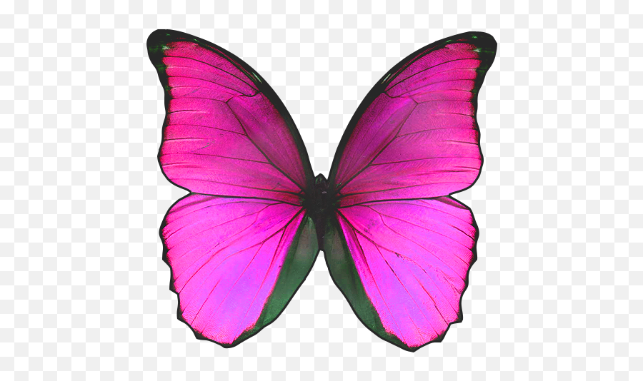 Blue Butterfly With No Background - Real Pink And Black Butterfly Png,Blue Butterfly Transparent Background