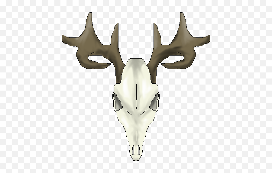 Download Whitetail Deer Skull Drawings - Deer Png,Deer Skull Png