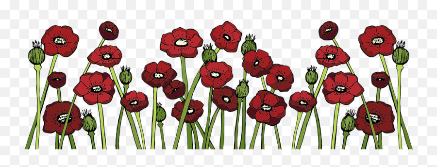 Poppy Fields Flower Red - Free Vector Graphic On Pixabay Poppy Png,Poppy Png