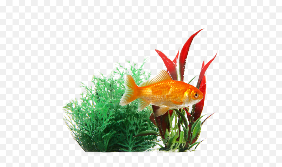 Hd Goldfish In Plants Transparent Image - Fish Transparent Background Png,Fish Png Transparent