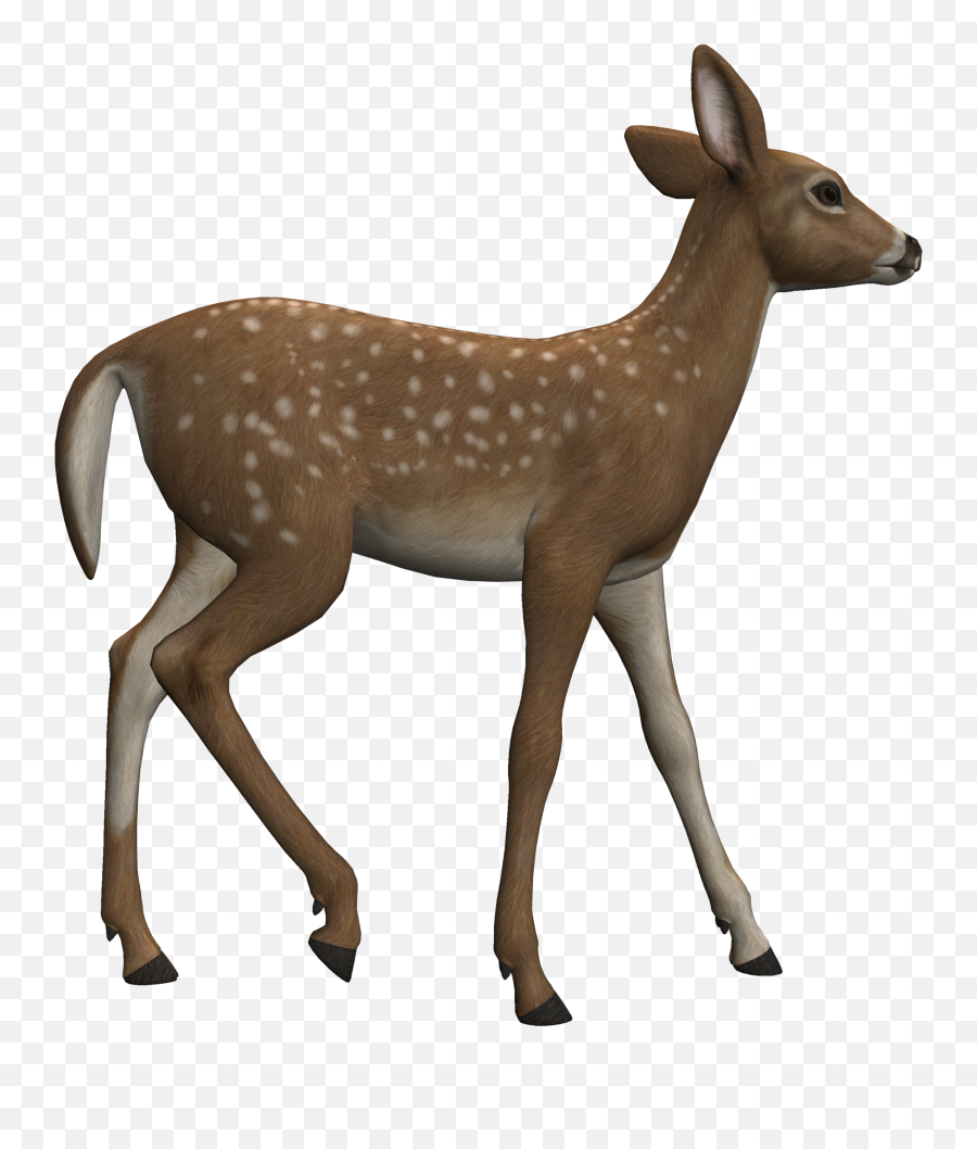 Clipart Heterotroph - Zootiere Bildkarten Png,Deer Png