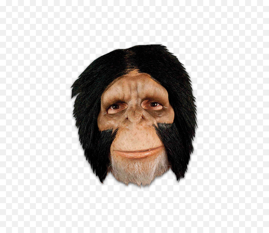 Chimpanzee - Monkey Hair Png,Chimp Png