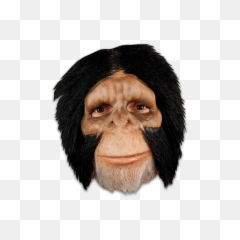 Chimpanzee - Monkey Hair Png,Chimp Png