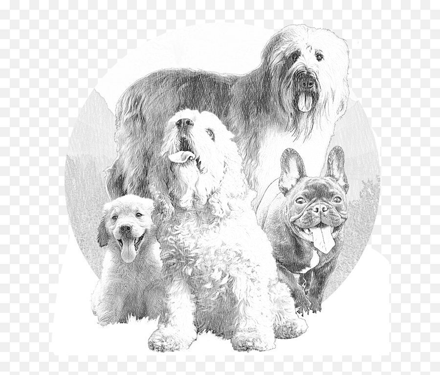 Dog Drawing Png - Miniature Poodle,Poodle Png