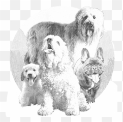 Dog Drawing Png - Miniature Poodle,Poodle Png