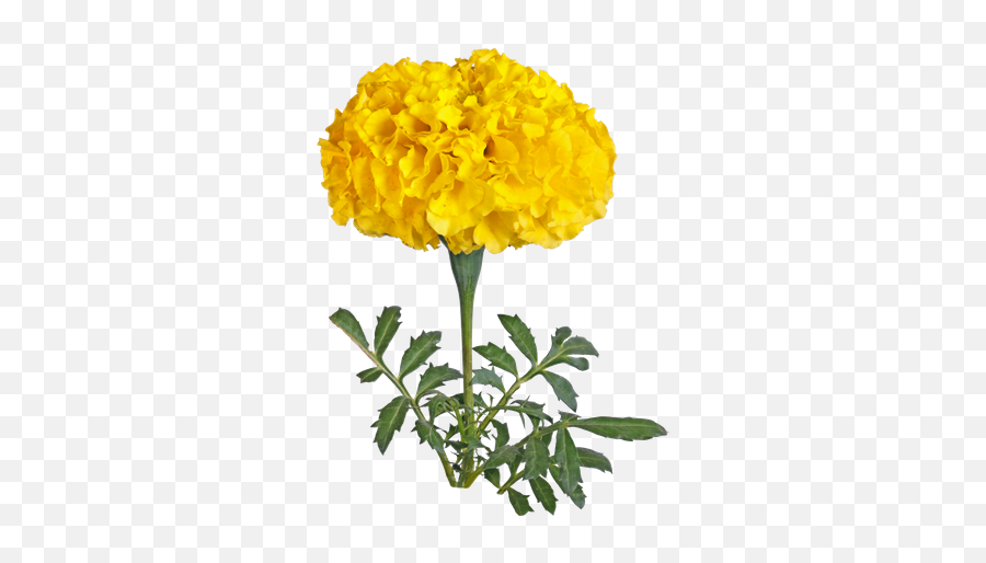 Hd Marigold Yellow Flowers Png Image - Marigold Flower Png Hd,Yellow Flowers Png