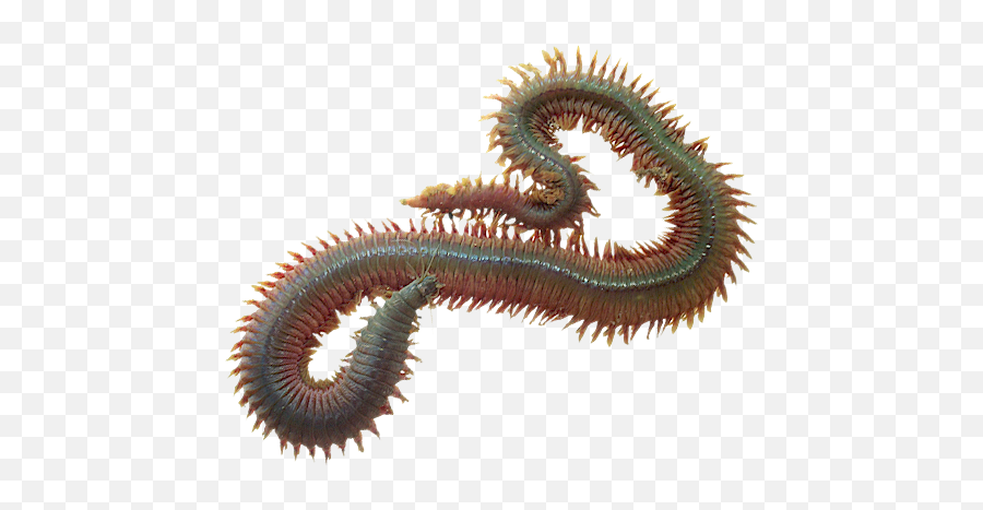 Dynabait Freeze Dried Sea Worms - Animals That Breathe Through Skin Png,Worms Png