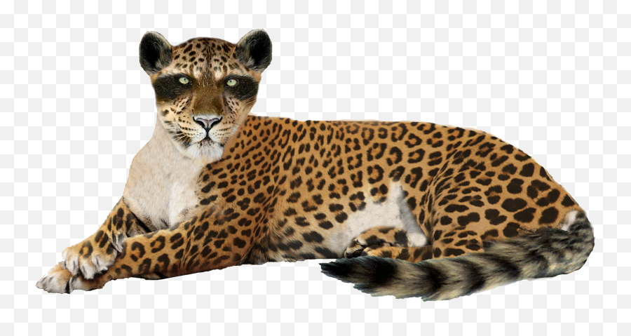 Download Free Png Leopard Image - Leopard Png,Leopard Png