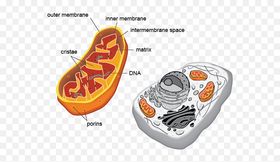 Эукариотических организмов имеется. Митохондрии эукариот строение. Строение митохондрии растительной клетки. Митохондрии эукариотической клетки. Митохондрия без фона.