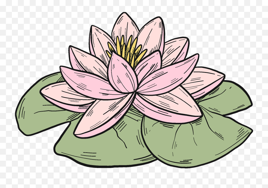 Pink Water Lily Clipart - Lily Pad Water Lily Clipart Png,Water Lily Png
