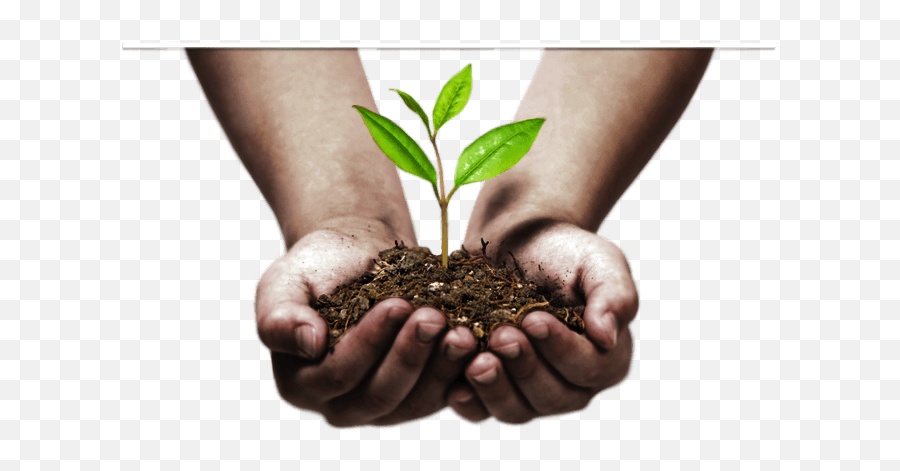 Download Sprout In Hands Png Hand Image - Tree Plantation Images Png,Sprout Png