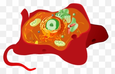 Animal Cell Png Svg Clip Art For Web - Download Clip Art Cytoskeleton In A Cell,Cell Png