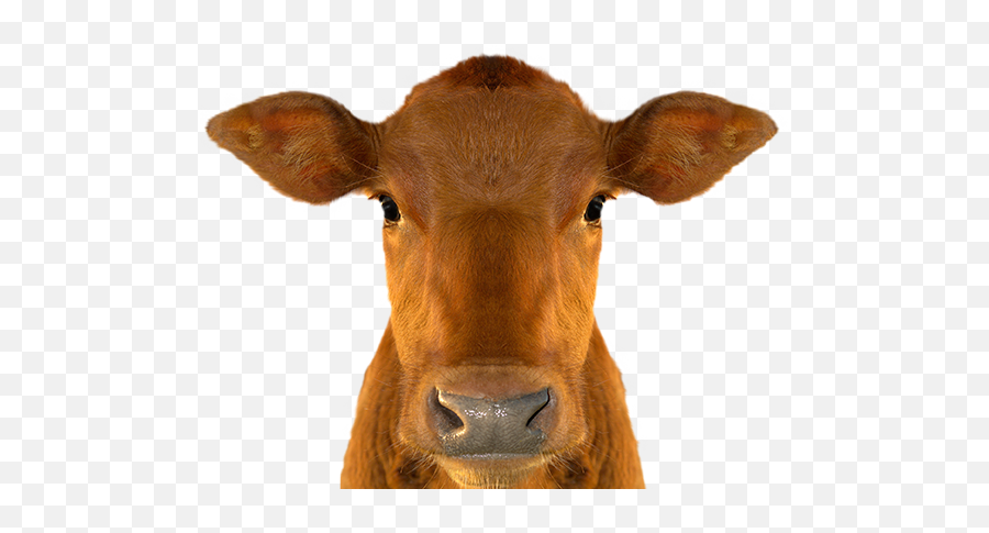 Cow Head - Brown Cow Head Png,Cattle Png