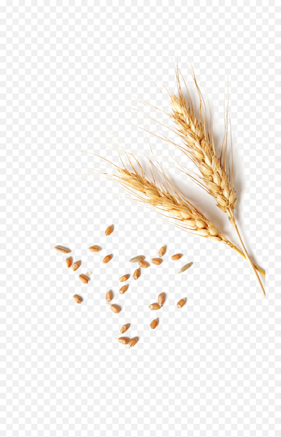Wheat Png Transparent Images - Wheat Grain Png,Grains Png