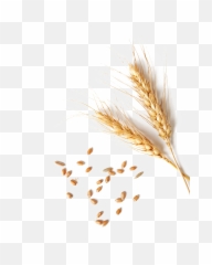 Wheat Png Transparent Images - Grain