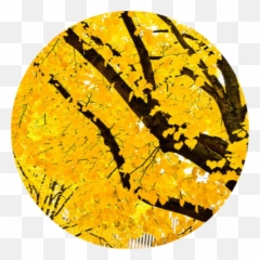 Download Tumblr Yellow Vintage Overlay - Dot png