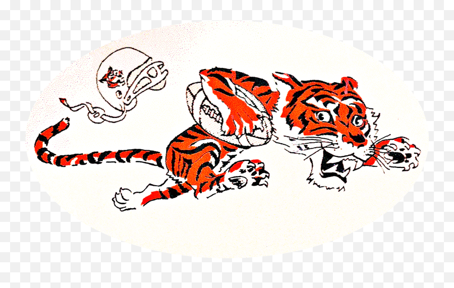 Cincinnati Bengals Logo - Cincinnati Bengals Logo History Png,Bengals Logo Png