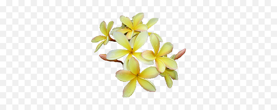 Flower Photos Images Orchid Photo Gallery - Flowers Australia Transparent Background Png,Yellow Flower Transparent Background
