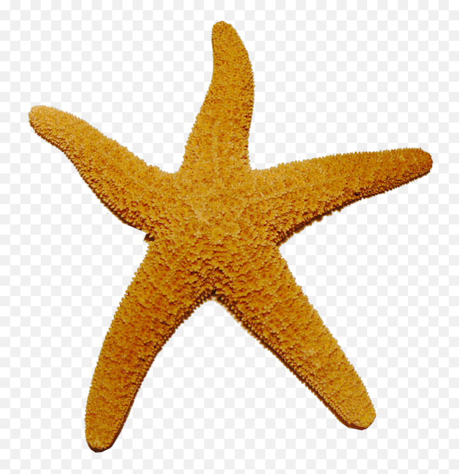 Download Starfish Transparent - Starfish Transparent Png,Starfish Transparent