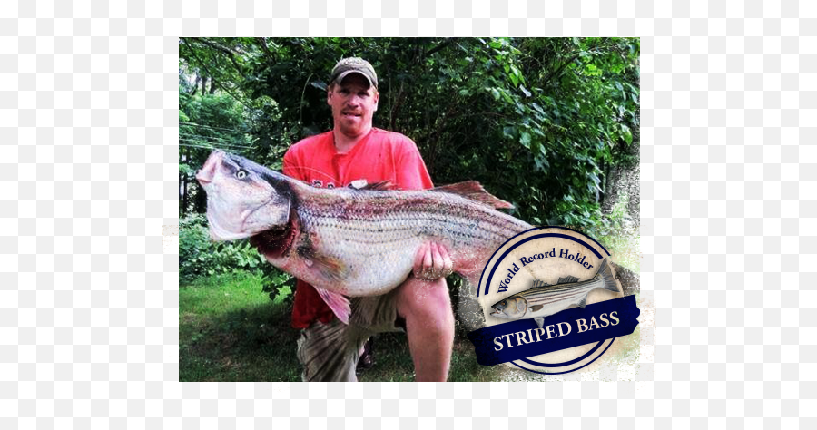 World Record Striper Company Fishing Tackle - World Record Striped Bass Png,Bass Fish Icon