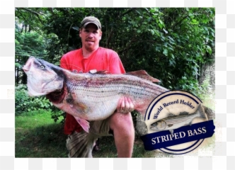 World Record Striper Company Fishing Tackle - Striped Bass png
