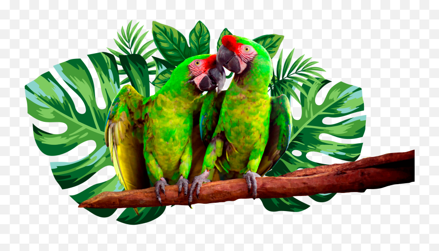 For Kids - Twig Png,Macaw Icon