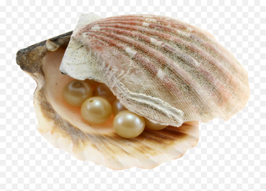 Png Images Free Download Sea Shell