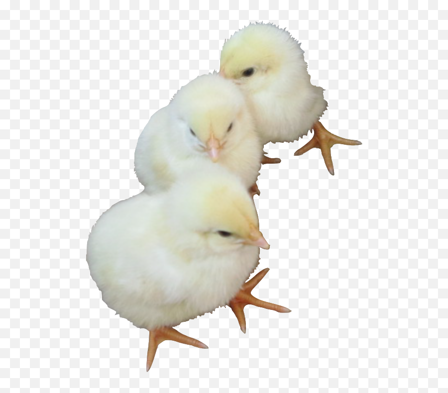 Baby Chicks - Baby Chicken Transparent Background Png,Baby Chicks Png