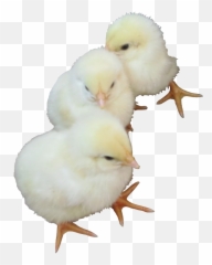 Baby Chicks - Chicken Transparent Background png